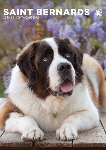 Saint Bernard - A3 Calendar 2026