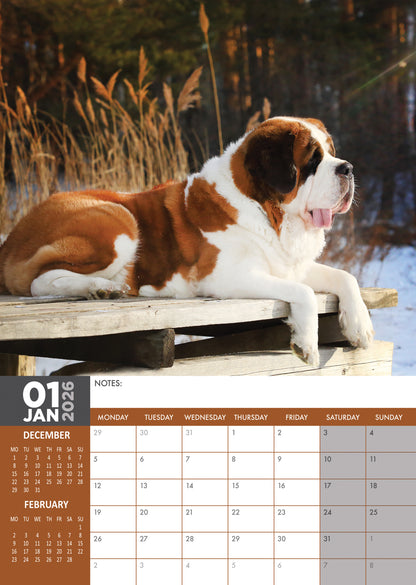 Saint Bernard - A3 Calendar 2026