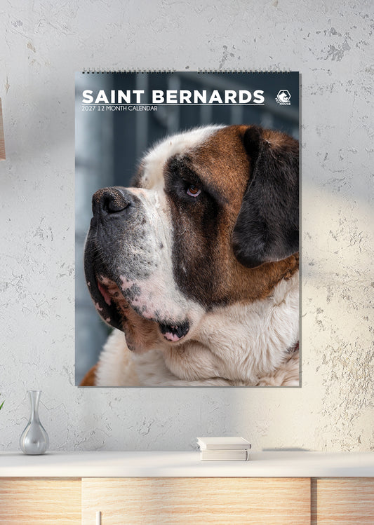 Saint Bernard - A3 Calendar 2027