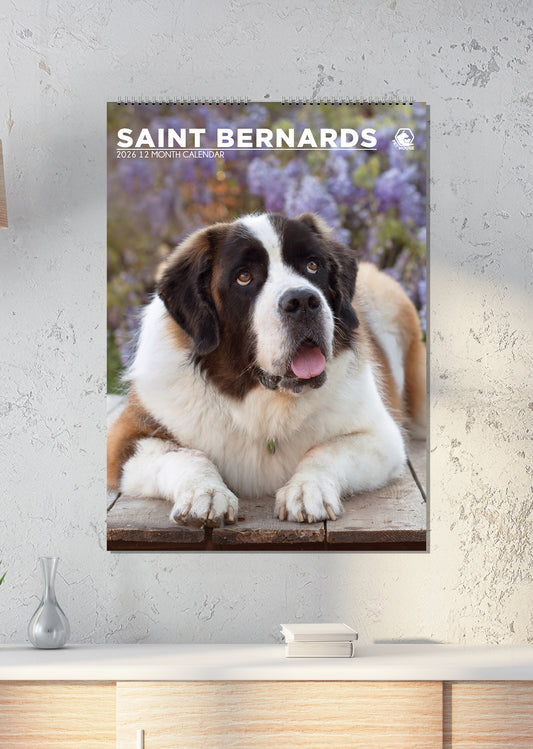 Saint Bernard - A3 Calendar 2026