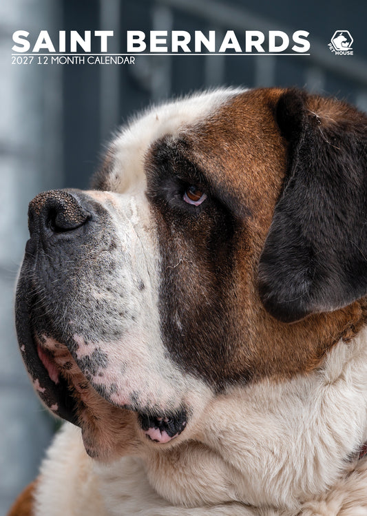 Saint Bernard - A3 Calendar 2027