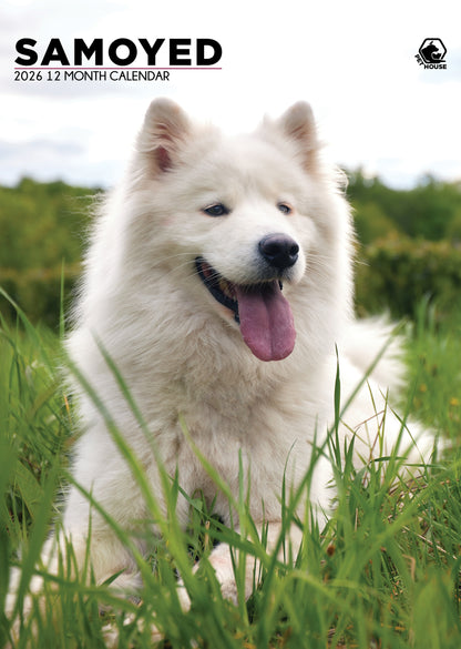 Samoyed - A3 Calendar 2026