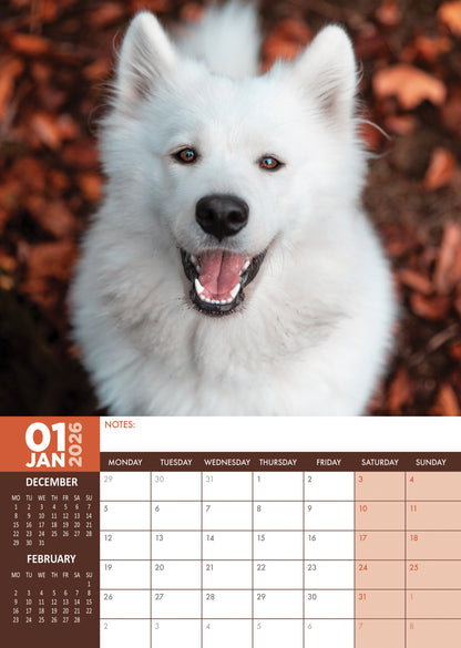 Samoyed - A3 Calendar 2026