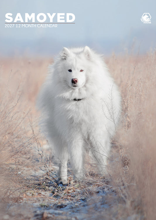 Samoyed - A3 Calendar 2027