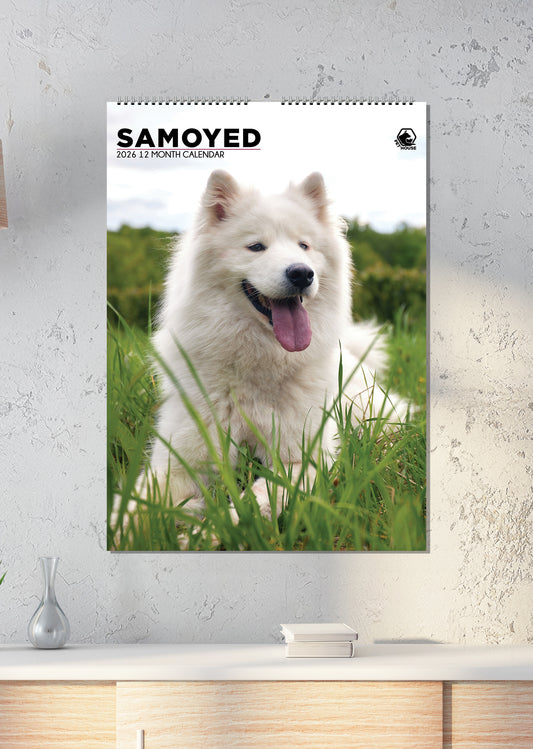 Samoyed - A3 Calendar 2026
