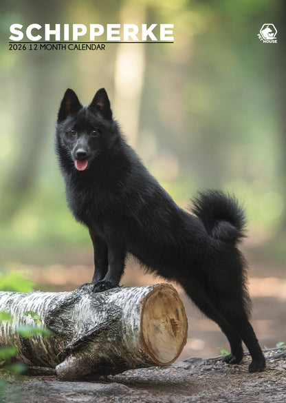 Schipperke - A3 Calendar 2026