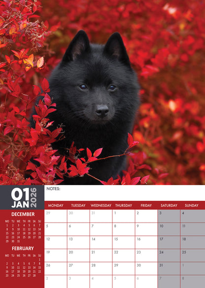 Schipperke - A3 Calendar 2026