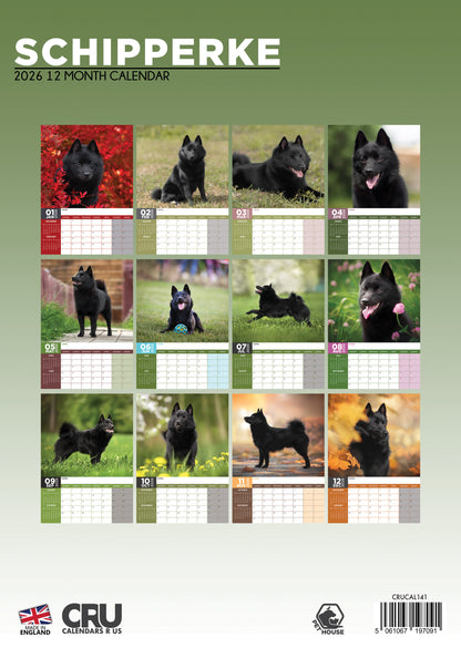 Schipperke - A3 Calendar 2026
