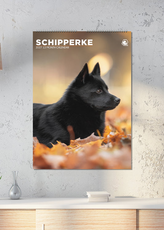 Schipperke - A3 Calendar 2027