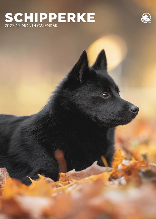 Schipperke - A3 Calendar 2027
