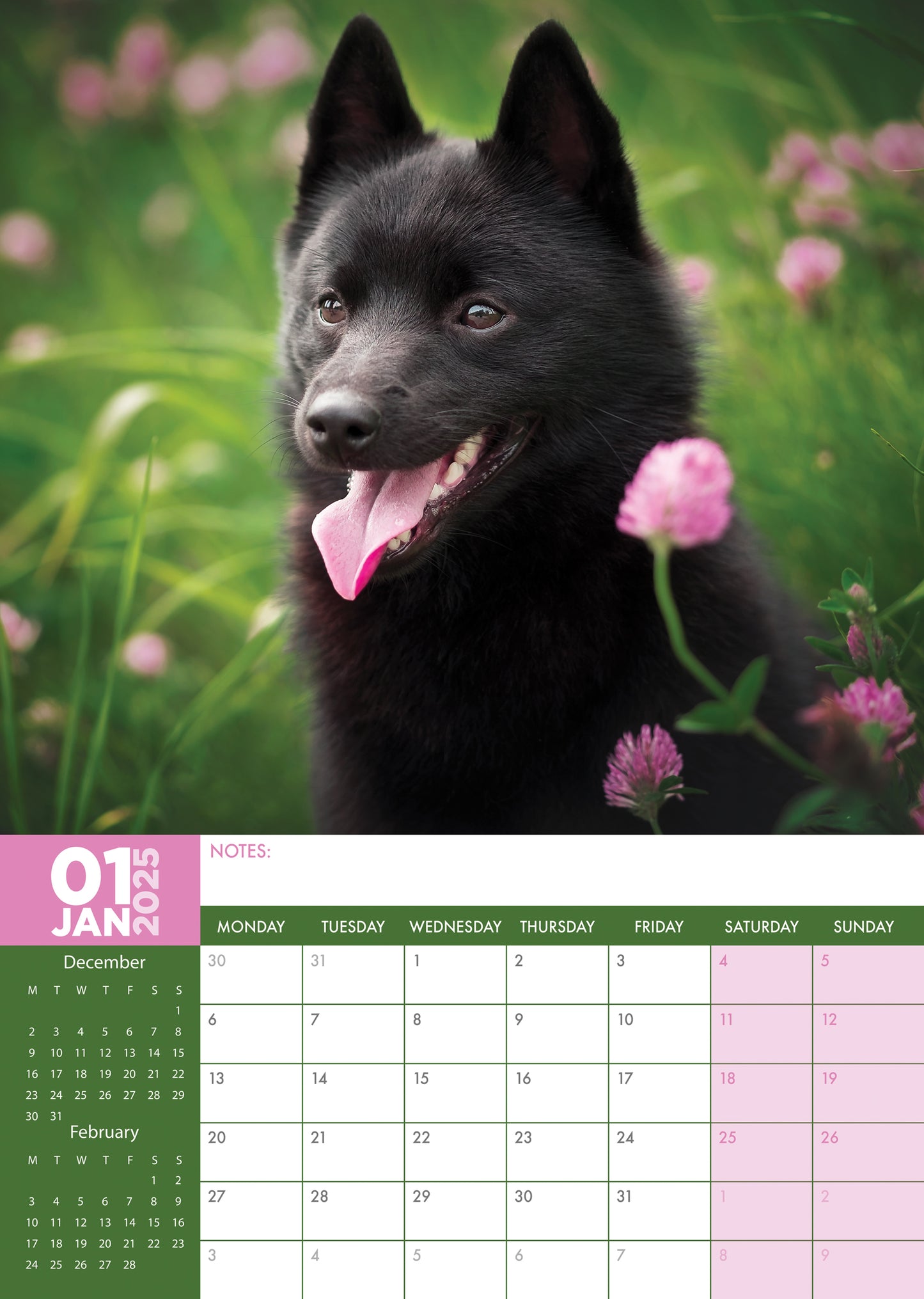 Schipperke Calendar 2025