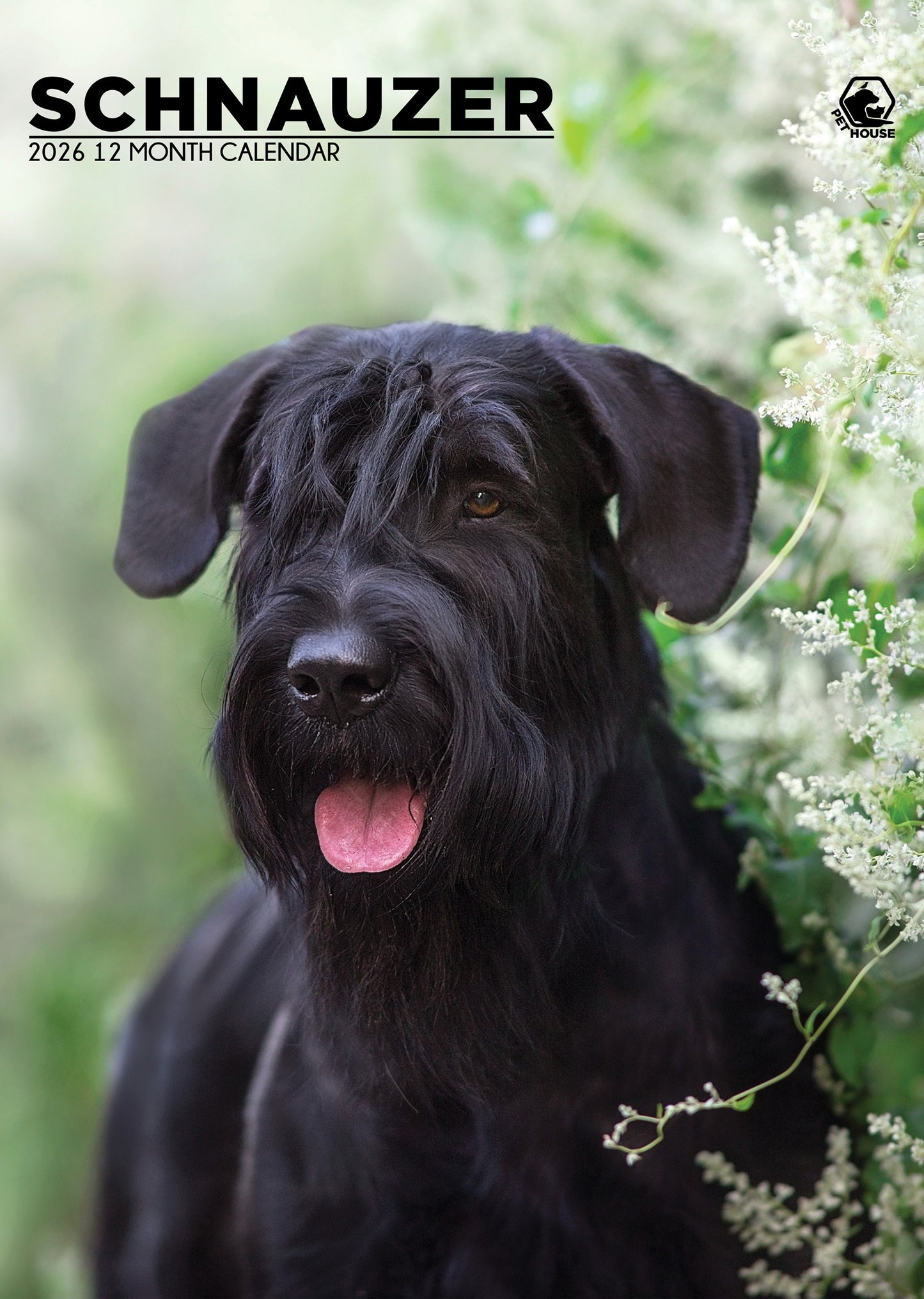 Schnauzer - A3 Calendar 2026