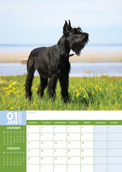 Schnauzer - A3 Calendar 2026