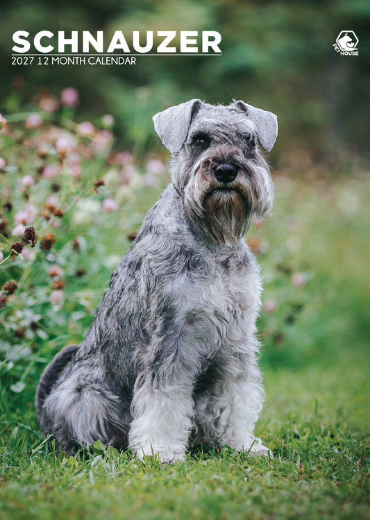 Schnauzer - A3 Calendar 2027