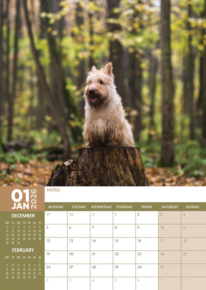 Scottish Terrier - A3 Calendar 2026