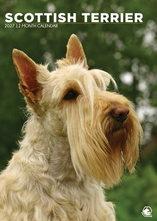 Scottish Terrier - A3 Calendar 2027
