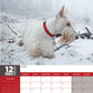 Scottish Terrier Calendar 2025