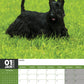 Scottish Terrier Calendar 2025