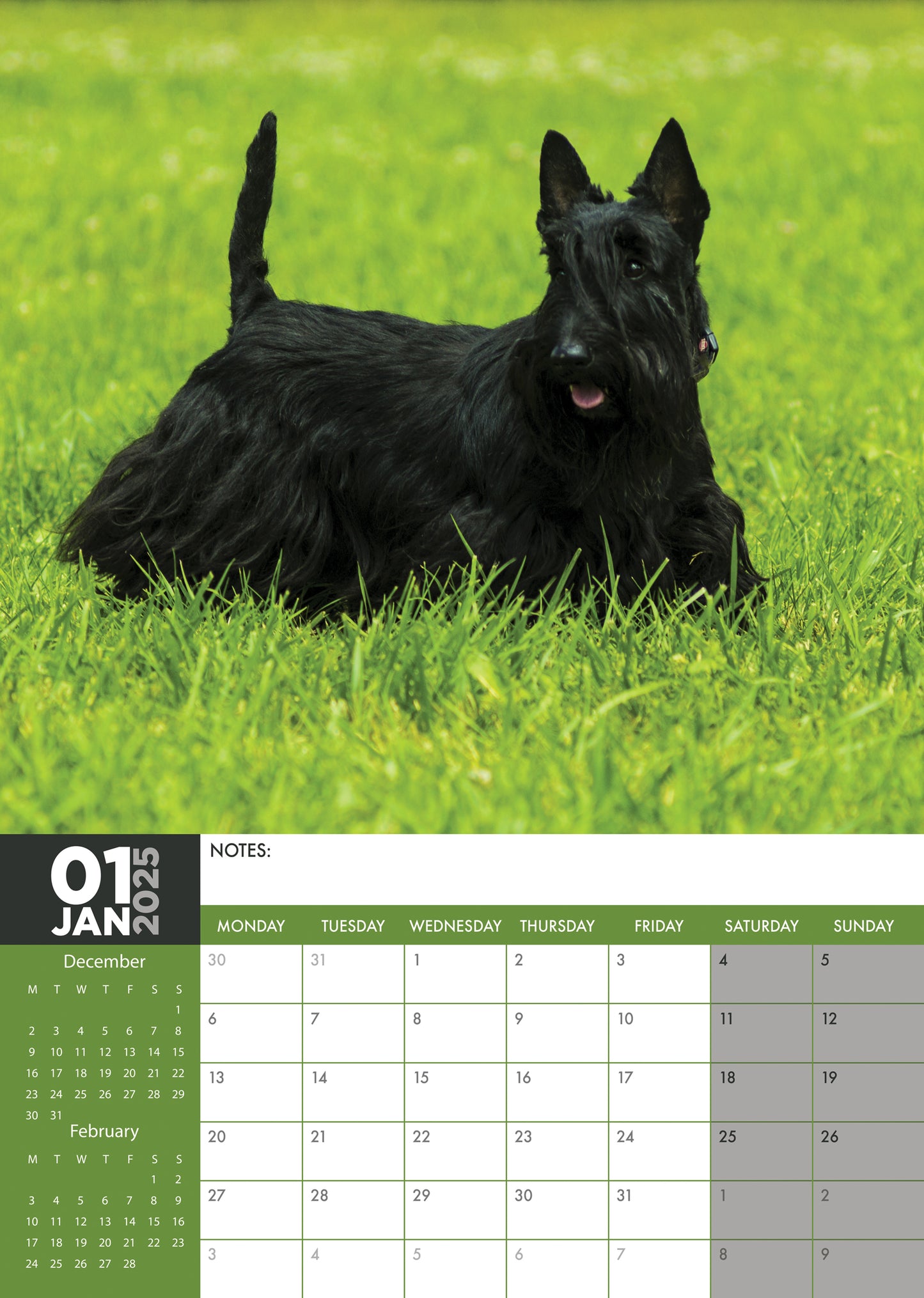 Scottish Terrier Calendar 2025