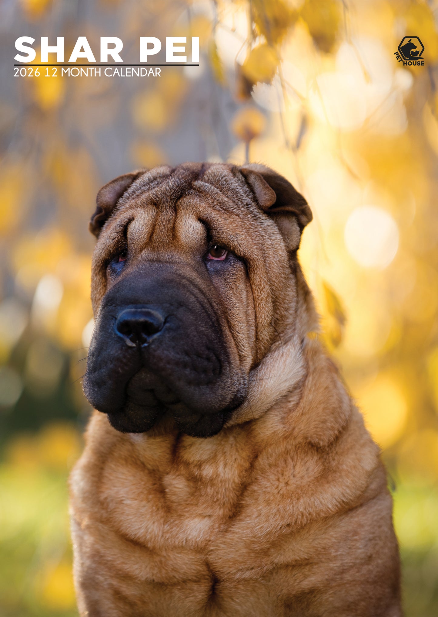 Shar Pei - A3 Calendar 2026