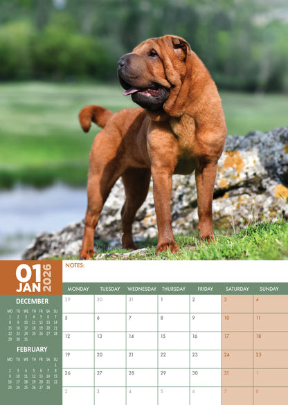 Shar Pei - A3 Calendar 2026