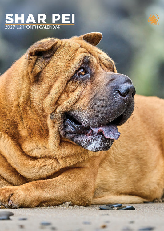 Shar Pei - A3 Calendar 2027