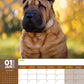 Shar Pei Calendar 2025