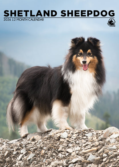 Shetland Sheepdog - A3 Calendar 2026