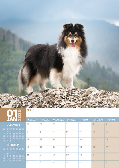 Shetland Sheepdog - A3 Calendar 2026
