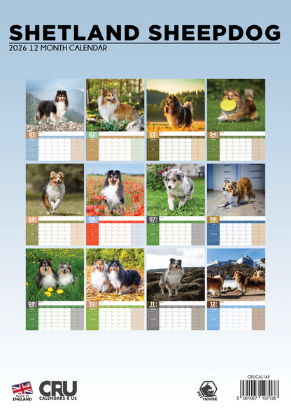 Shetland Sheepdog - A3 Calendar 2026