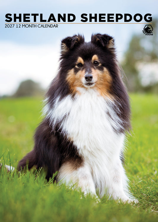 Shetland Sheepdog - A3 Calendar 2027