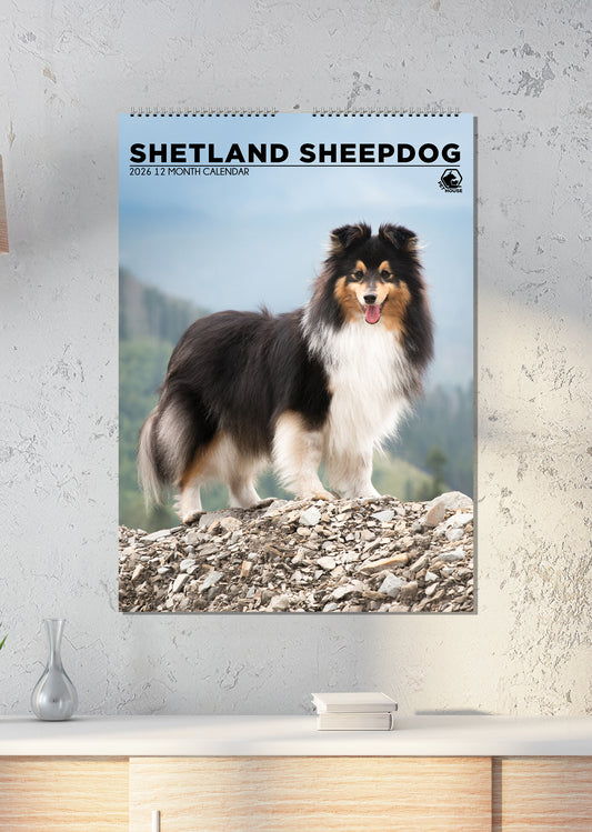 Shetland Sheepdog - A3 Calendar 2026