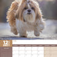 Shih Tzu Calendar 2025