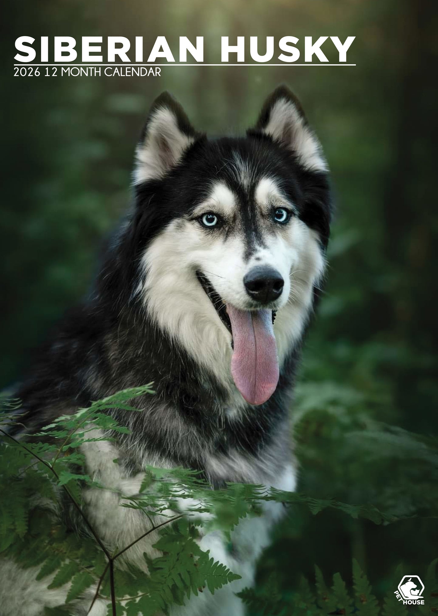 Siberian Husky A3 Calendar 2026 CalendarsRus