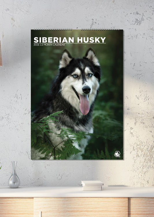 Siberian Husky - A3 Calendar 2026