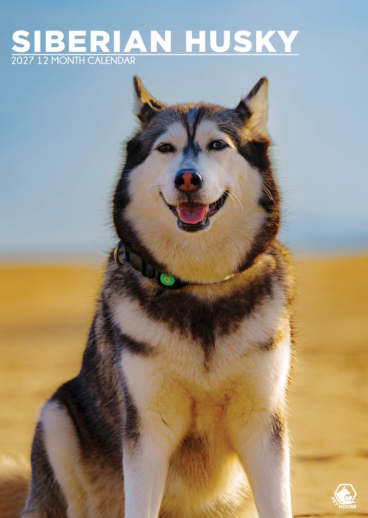 Siberian Husky - A3 Calendar 2027
