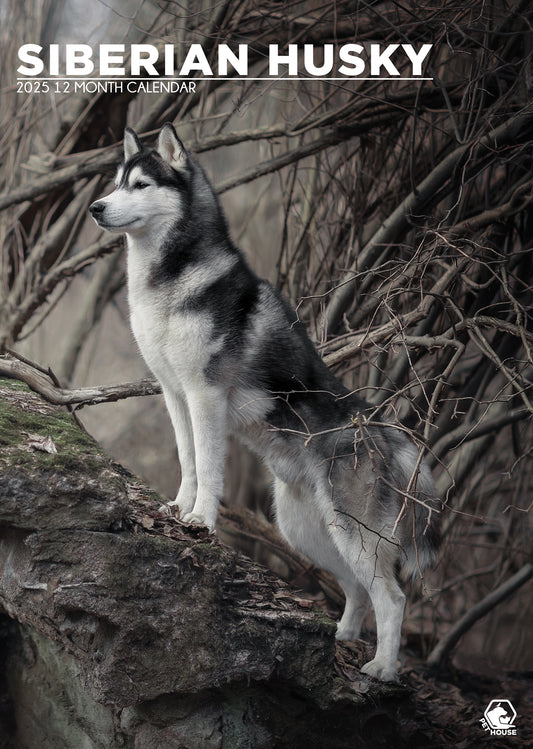 Siberian Husky Calendar 2025