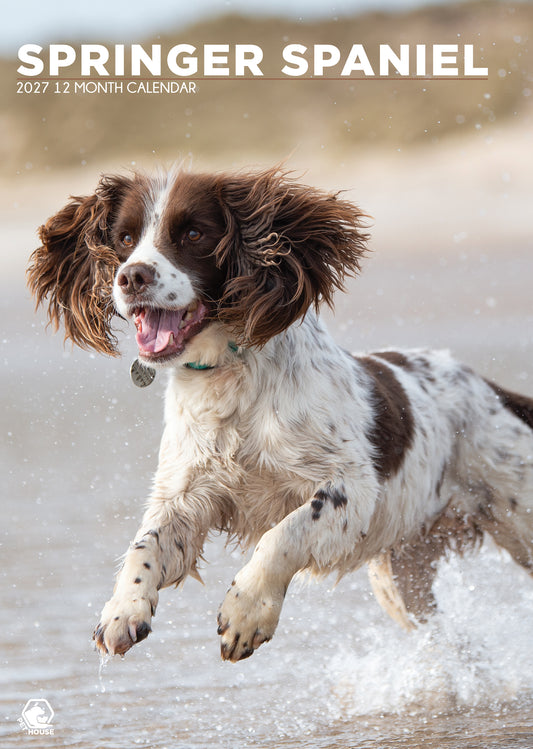 Springer Spaniel - A3 Calendar 2027