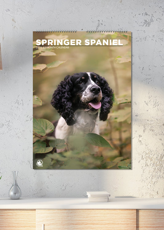 Springer Spaniel - A3 Calendar 2026
