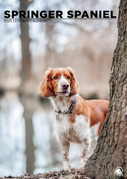 Springer Spaniel Calendar 2025