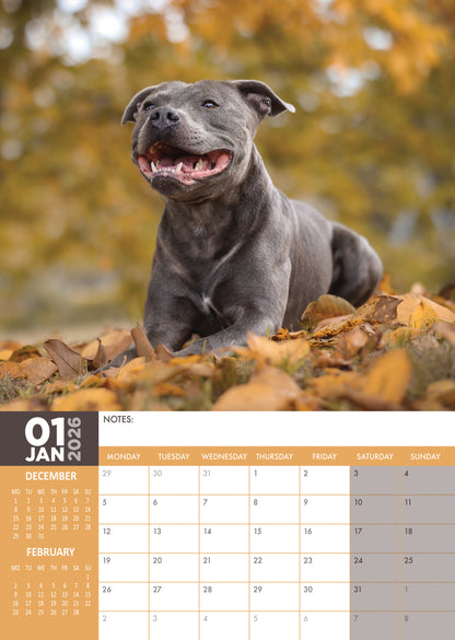 Staffordshire Bull Terrier - A3 Calendar 2026