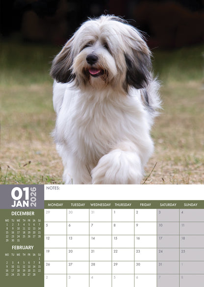 Tibetan Terrier Calendar - A3 Calendar 2026