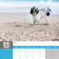 Tibetan Terrier Calendar 2025