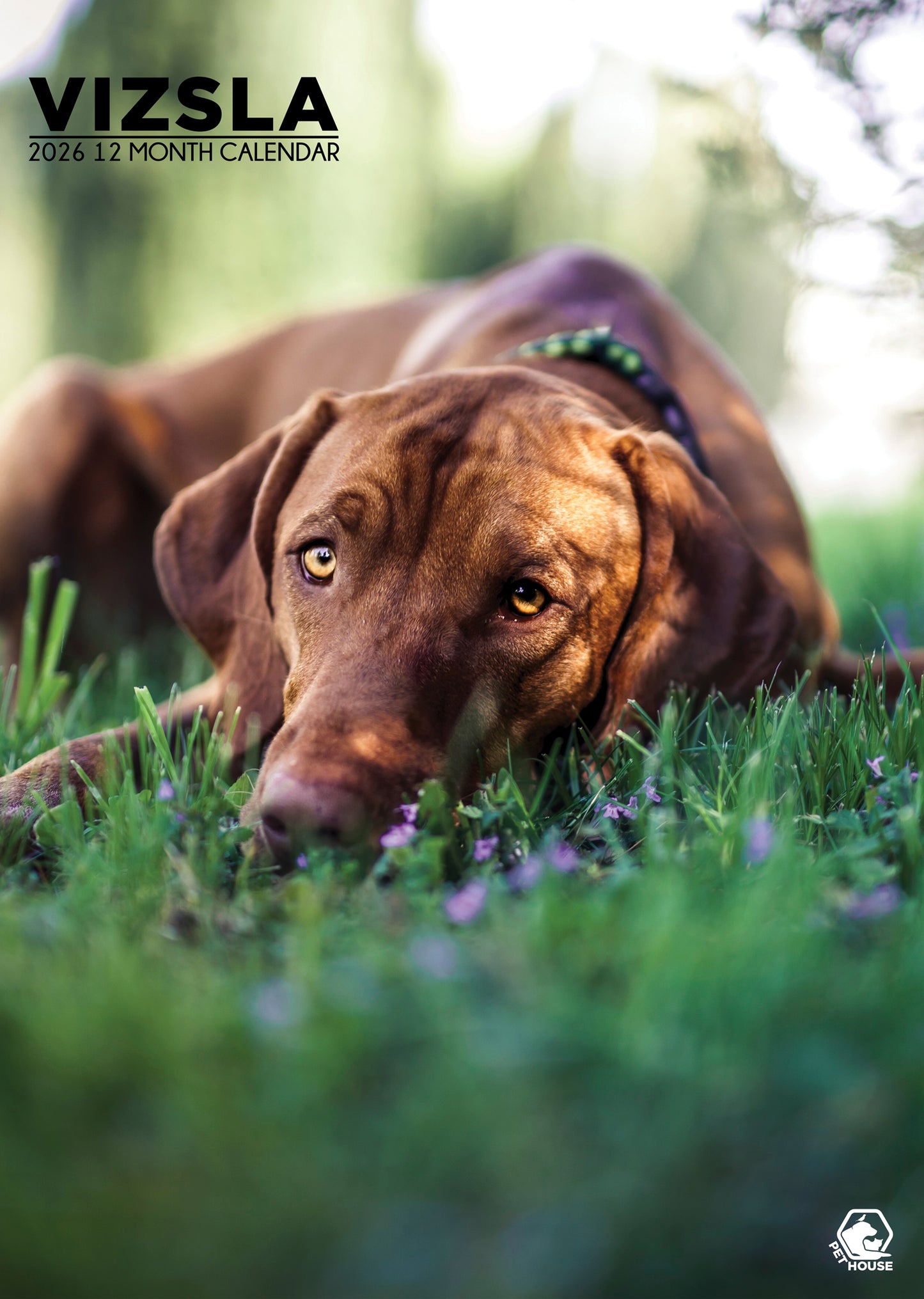 Vizsla Calendar - A3 Calendar 2026