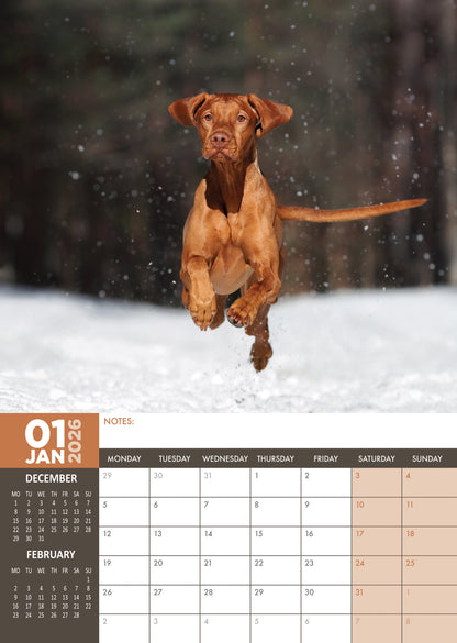 Vizsla Calendar - A3 Calendar 2026