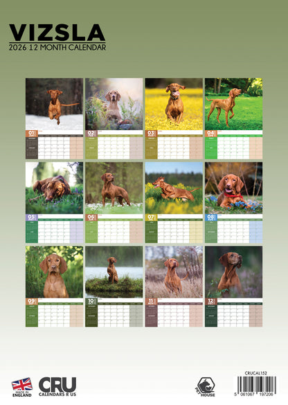 Vizsla Calendar - A3 Calendar 2026