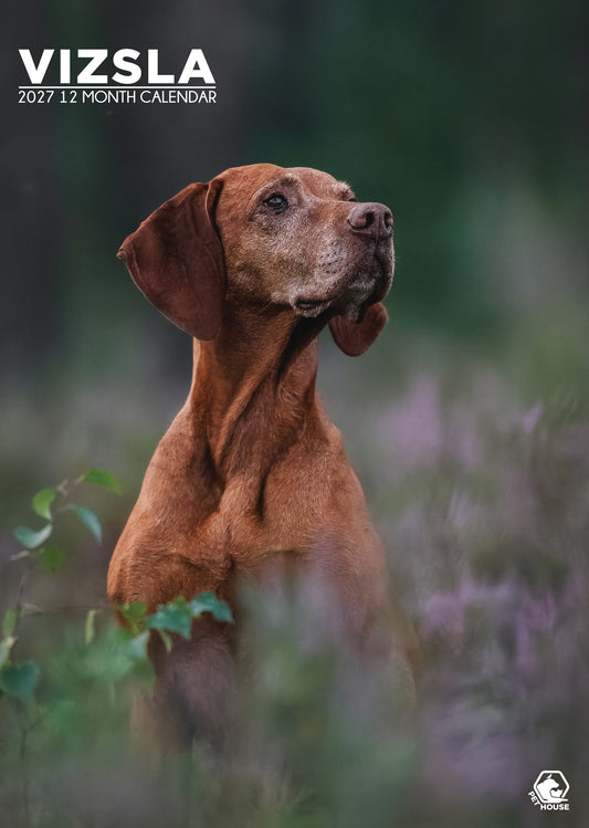 Vizsla Calendar - A3 Calendar 2027