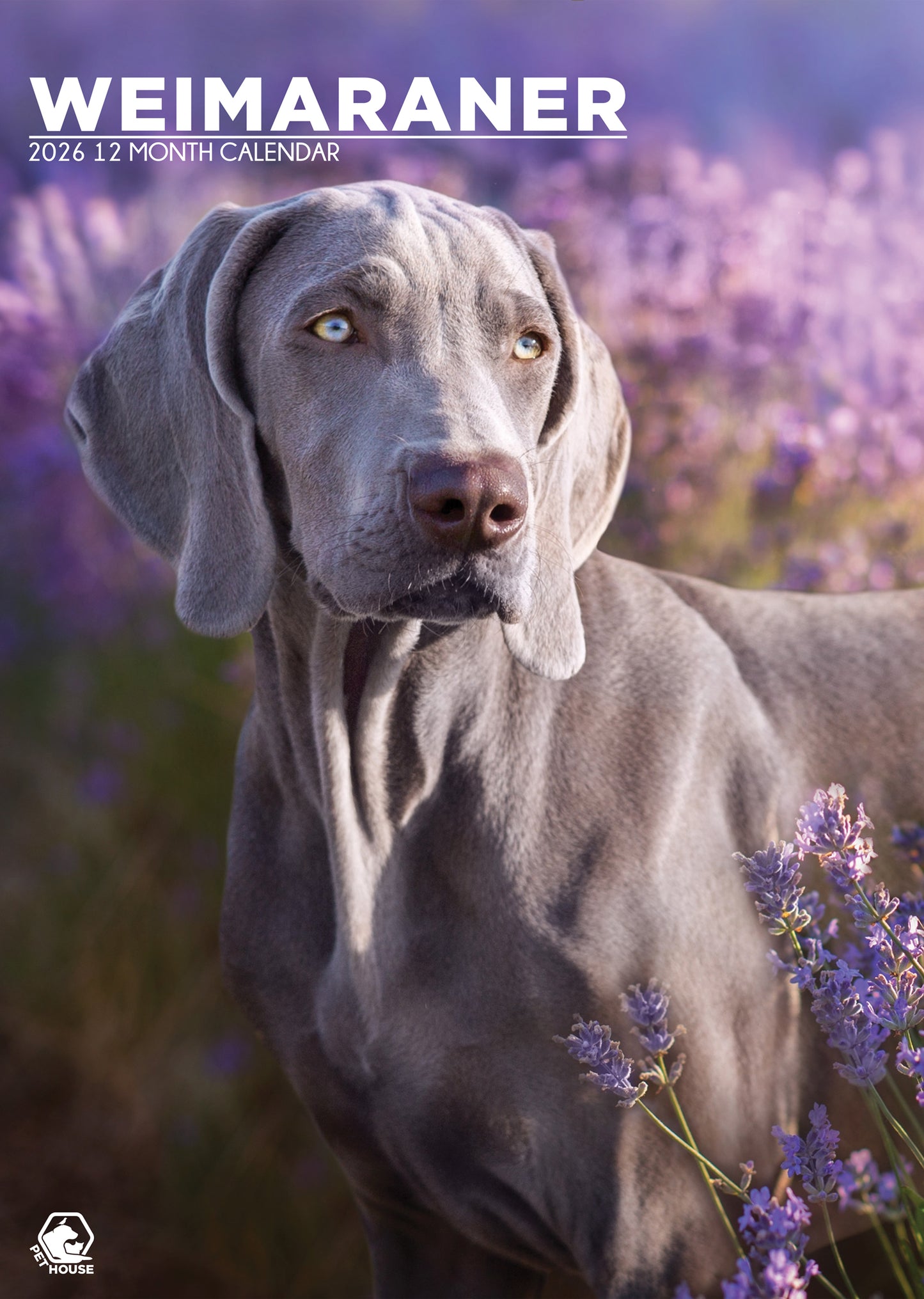 Weimaraner Calendar - A3 Calendar 2026