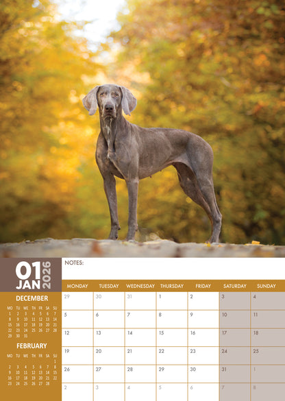 Weimaraner Calendar - A3 Calendar 2026