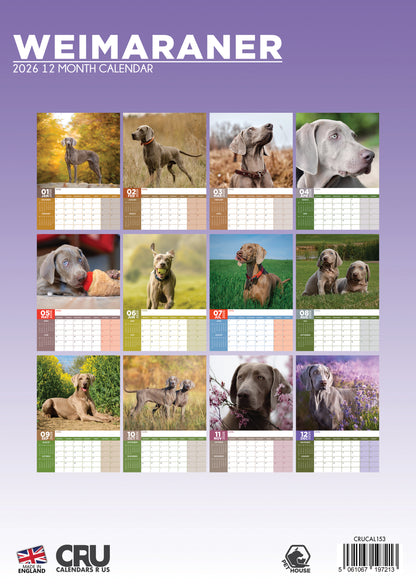 Weimaraner Calendar - A3 Calendar 2026